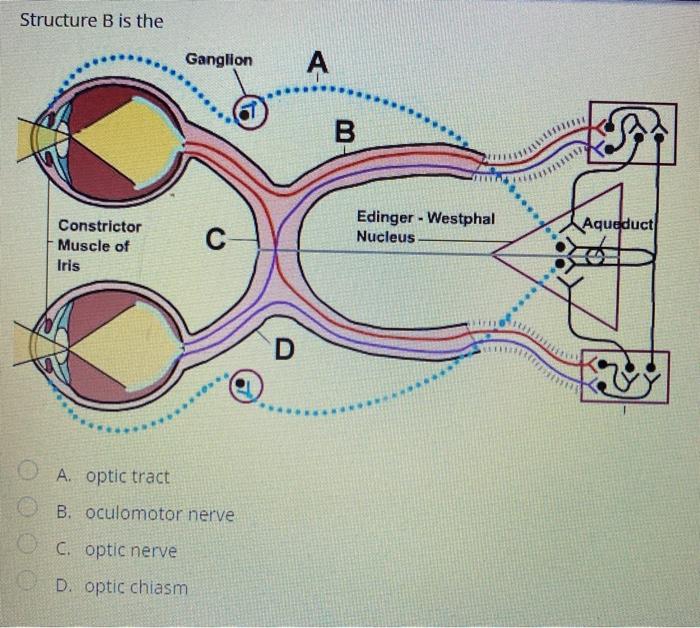 Solved Structure B is the Ganglion A at B Edinger - Westphal | Chegg.com