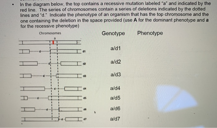 Solved In the diagram below, the top contains a recessive | Chegg.com