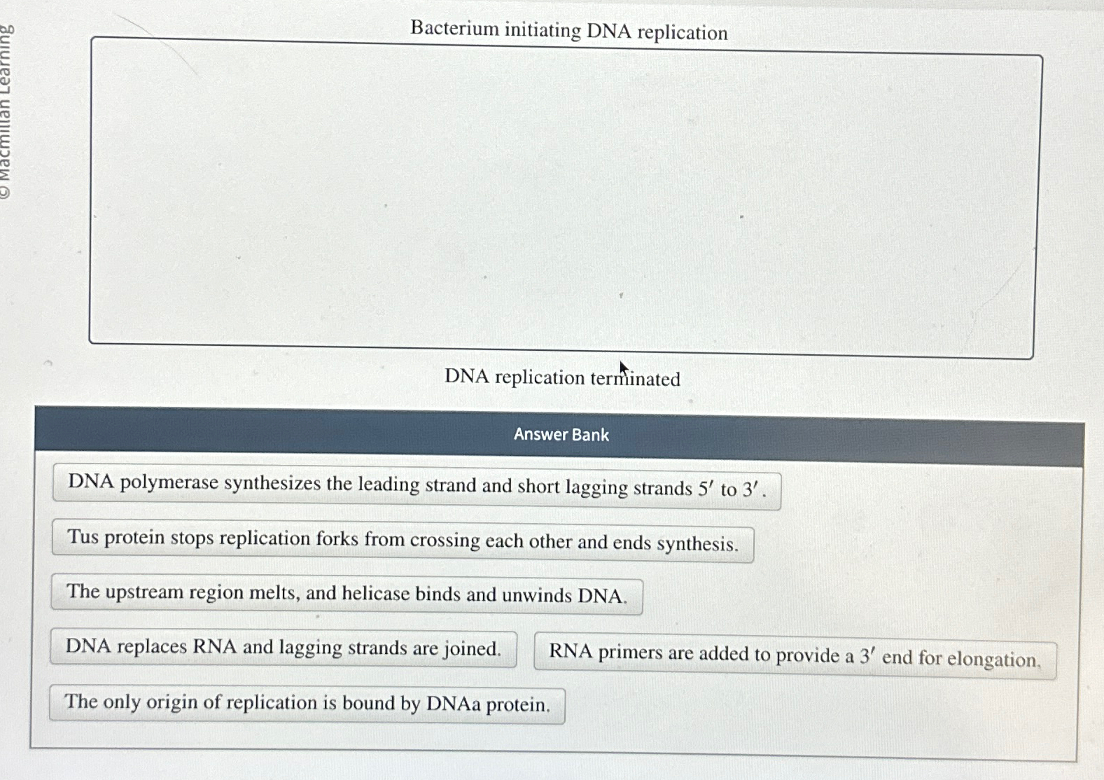 Solved Bacterium initiating DNA replicationDNA replication | Chegg.com