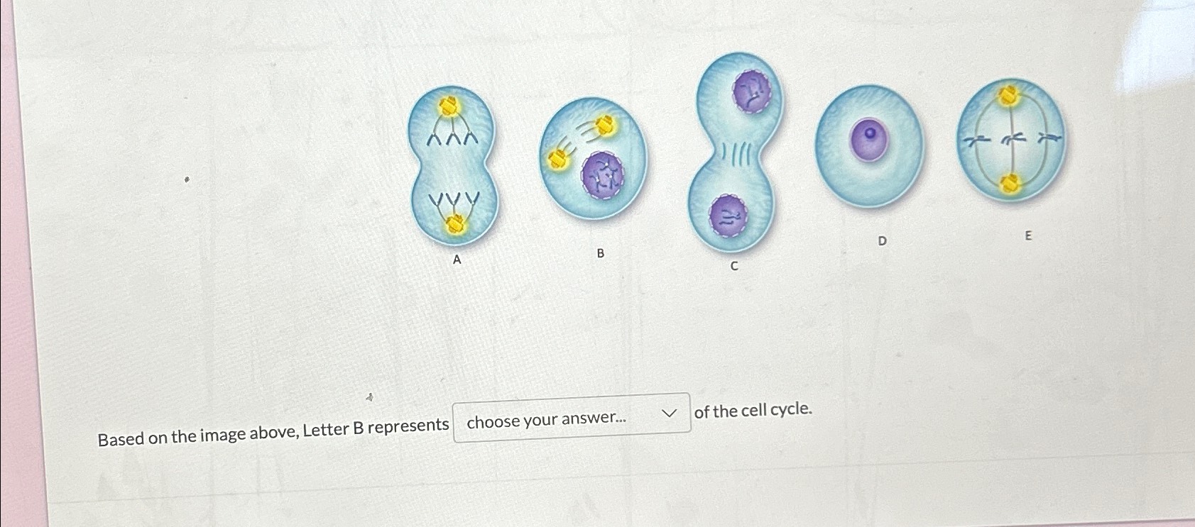 Solved ABased On The Image Above, Letter B ﻿represents Of | Chegg.com