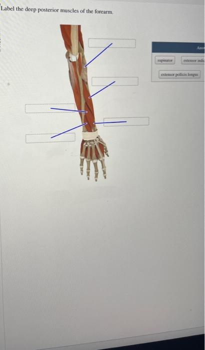 Solved Label the deep posterior muscles of the forearm | Chegg.com