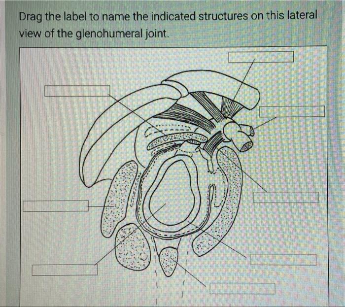 Drag the label to name the indicated structures on this lateral
view of the
glenohumeral joint.