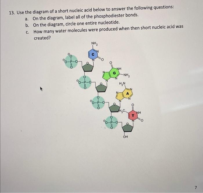 Solved 13. Use the diagram of a short nucleic acid below to | Chegg.com
