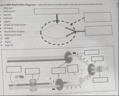 Solved Part II DNA Replication Diagrams - ﻿Label the boxes | Chegg.com