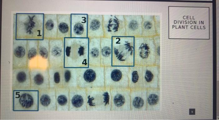 3 Cell Division In Plant Cells 1 2 4 5 Microscopic Chegg Com