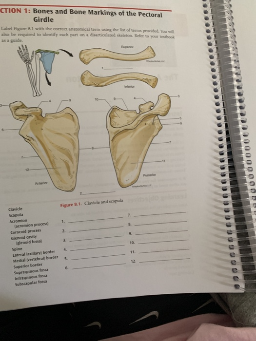 pectoral girdle bones and markings Diagram