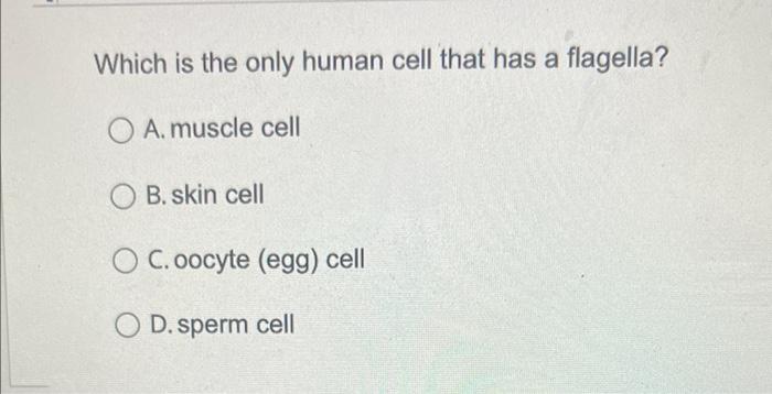 Which is the only human cell that has a flagella?
A. muscle cell
B. skin cell
C. oocyte (egg) cell
D. sperm cell