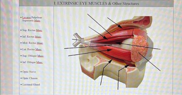 I EXTRINSIC EYE MUSCLES Other Structures Chegg Com