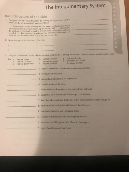Solved The Integumentary System 1. Basic Structure of the