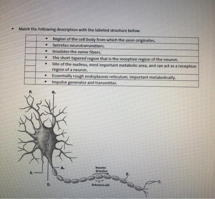 Solved Nervous System Directions: Before Answering Please | Chegg.com