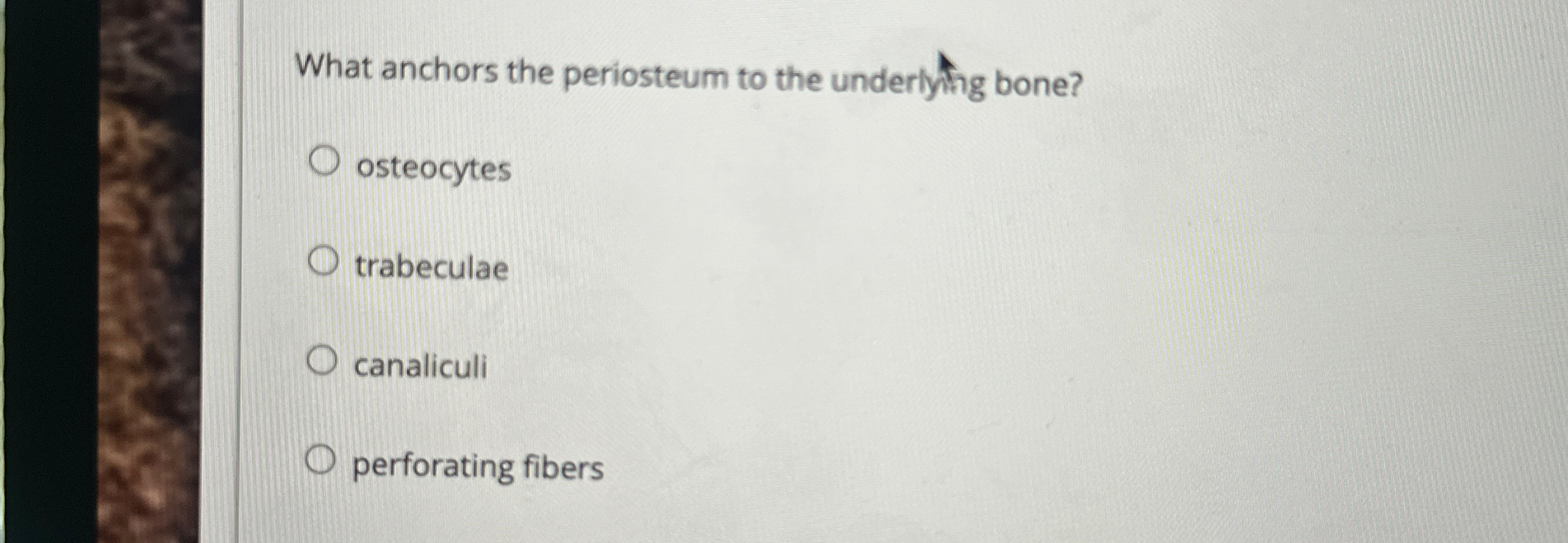 Solved What anchors the periosteum to the underlying