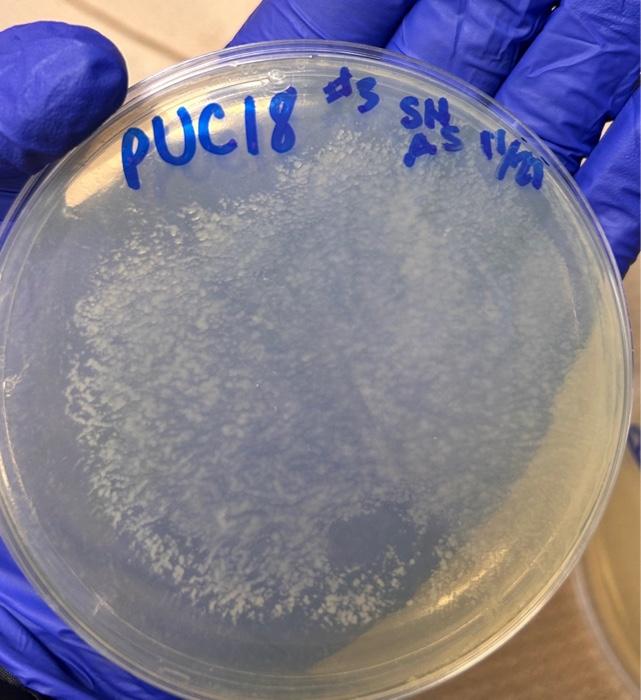 Solved 2. What are the 2 major features of plasmid? (0.5) 3. | Chegg.com