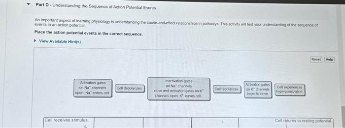 Solved Part D- Understanding the Sequence of Action | Chegg.com