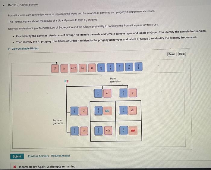 Solved Part B - Punnett Square Punnett Squares Are | Chegg.com