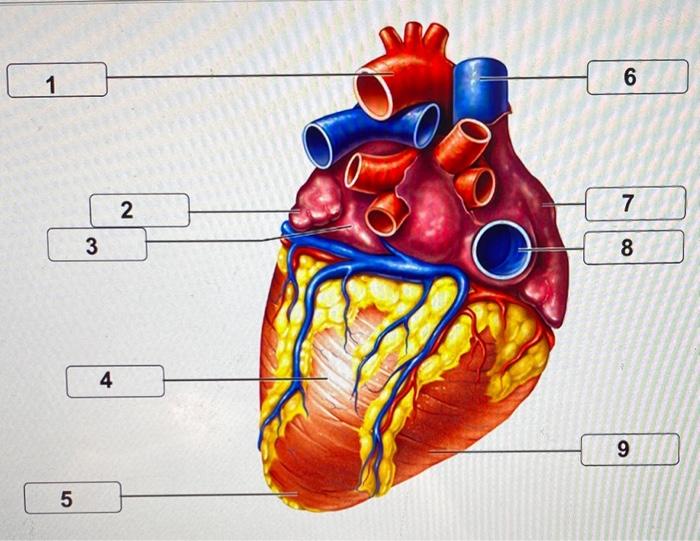 Solved A. left ventricle B. apex C. aorta D. right atrium | Chegg.com