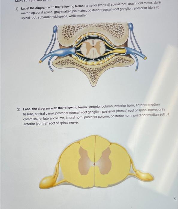 1) Label the diagram with the following terms : anterior (ventral) spinal root, arachnoid mater, dura mater, epidural space,