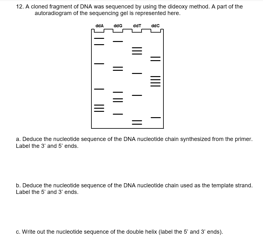 Solved 12. ﻿A cloned fragment of DNA was sequenced by using | Chegg.com