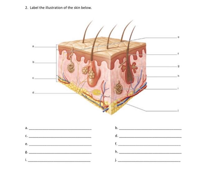 Solved 2. Label the illustration of the skin below. a. b. c. | Chegg.com