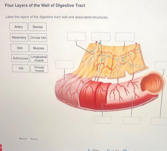 solved-four-layers-of-the-wall-of-digestive-tract-label-the-chegg