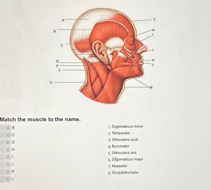 Solved Match the muscle to the name. 3. 6 9 10 11 14. 16. 21