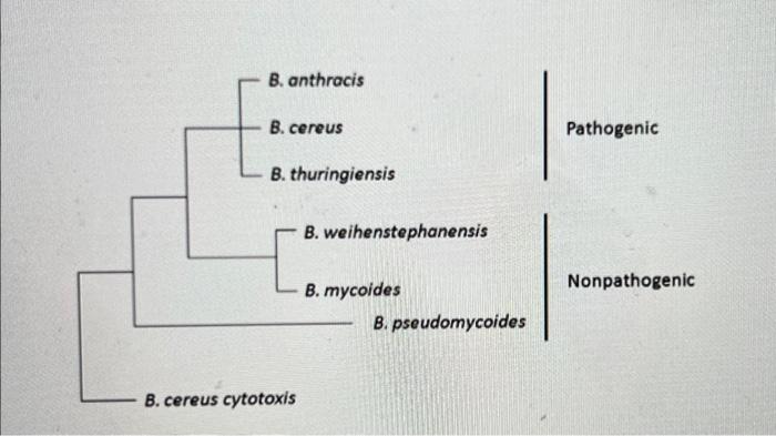 Solved Consider The Two Phylogenetic Trees Below. The Tree | Chegg.com