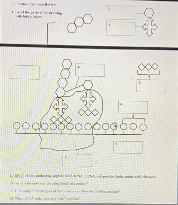 Solved 11. List the steps of DNA replication using the | Chegg.com