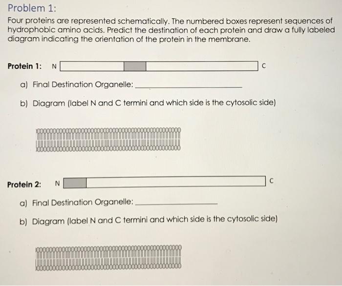 Solved Problem 1: Four proteins are represented | Chegg.com