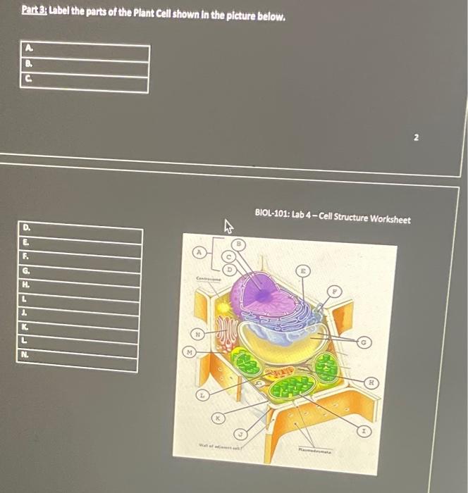 Rat 3: Label the parts of the Plant Cell shown in the | Chegg.com