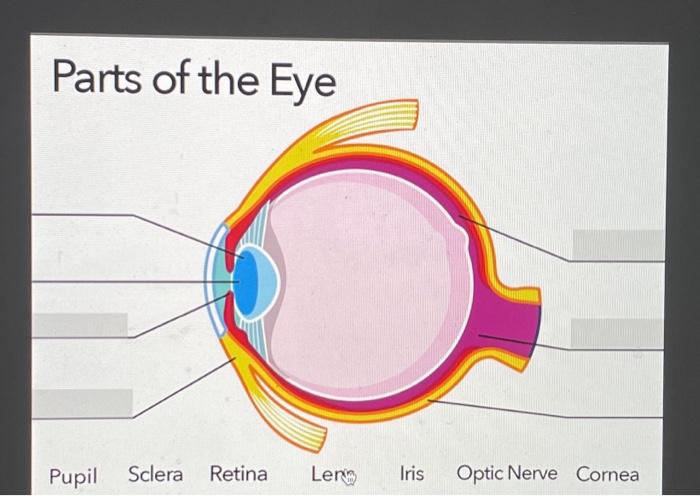 Solved Parts of the Eye Pupil Sclera Retina Ler Iris Optic | Chegg.com
