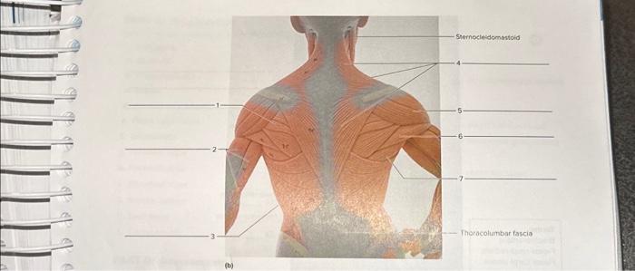 Solved PART B: Assessments Identify The Museles Indicated In | Chegg.com