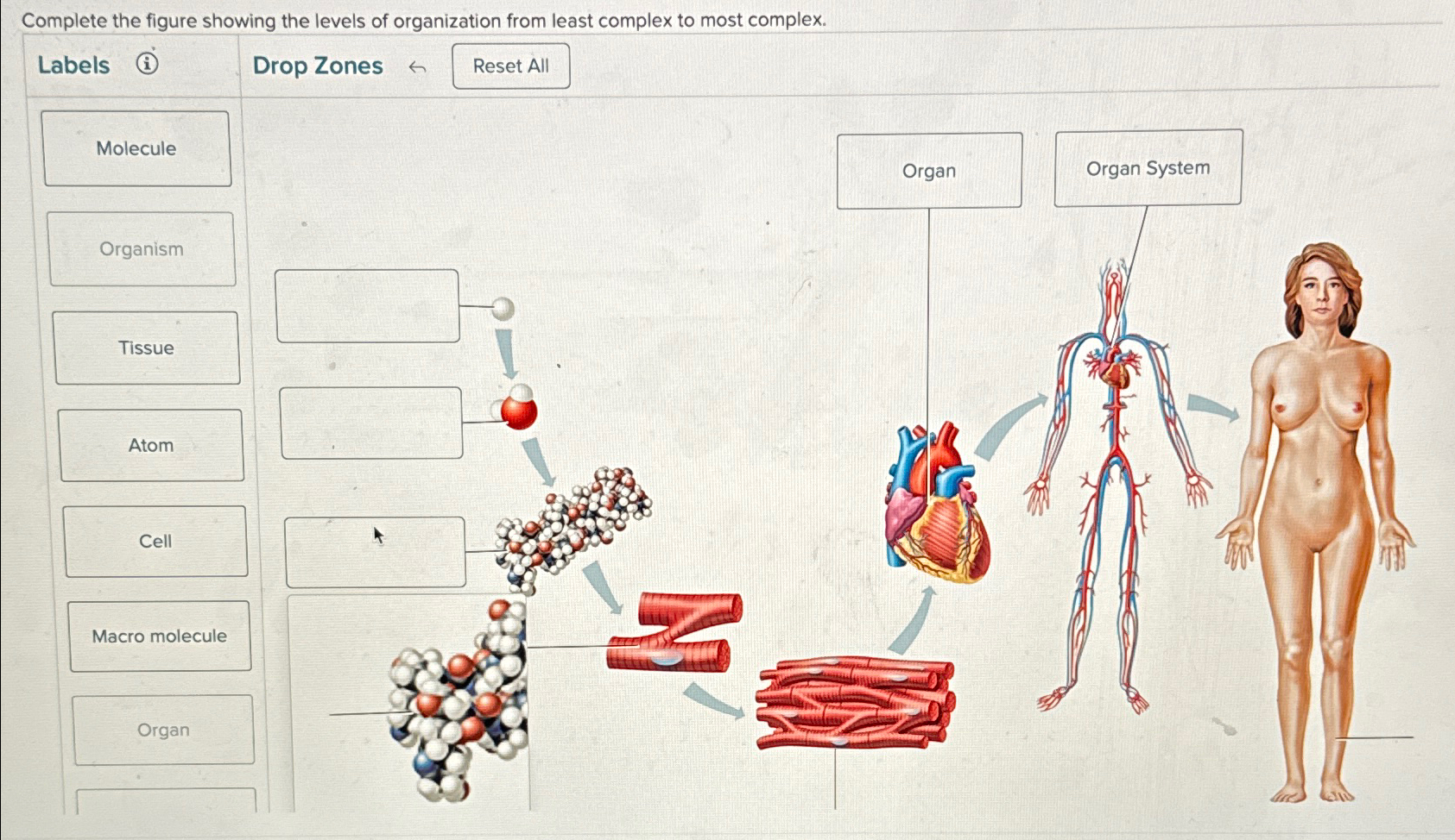 Solved Complete the figure showing the levels of | Chegg.com