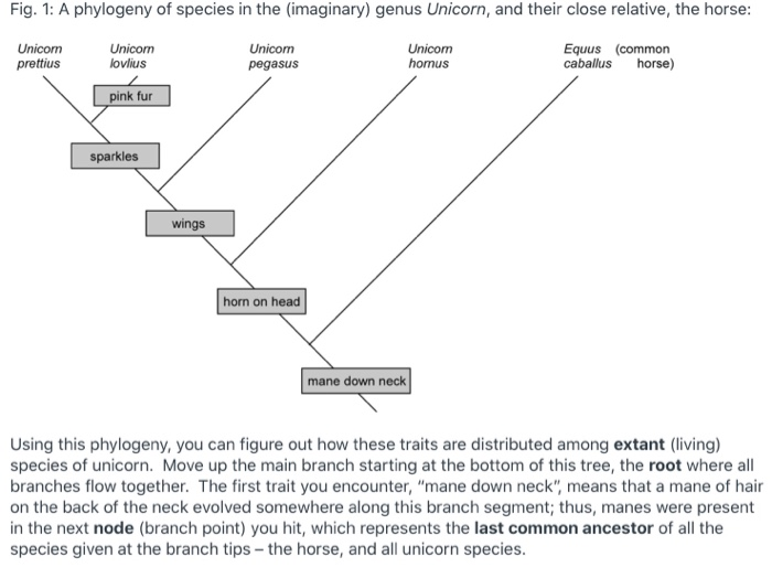 Solved What is a shared derived trait of the genus Unicorn? | Chegg.com