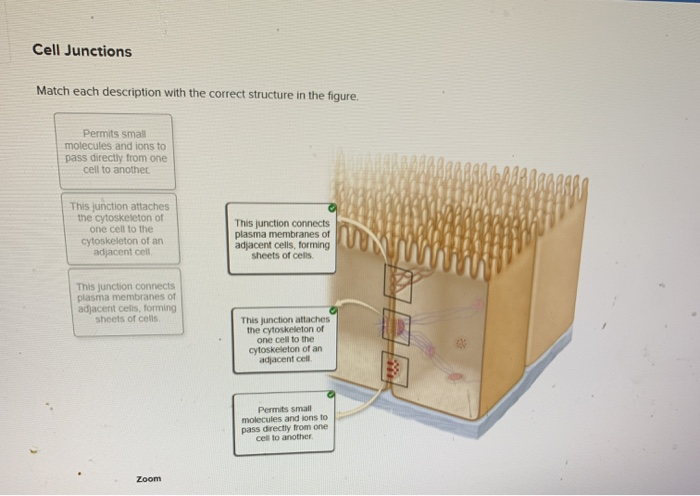 Solved Cell Junctions Match each description with the | Chegg.com