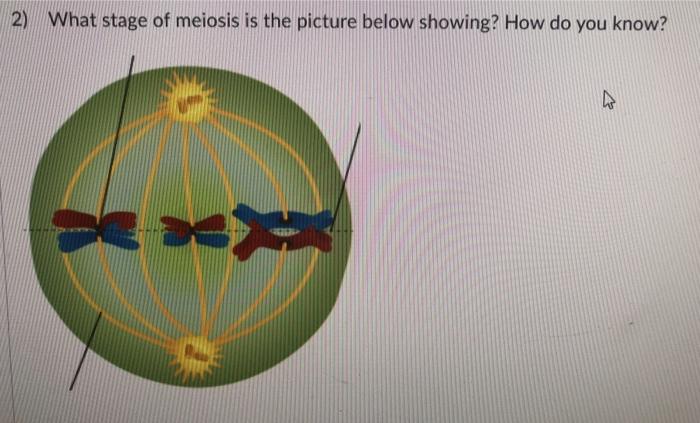 Solved 2) What stage of meiosis is the picture below | Chegg.com