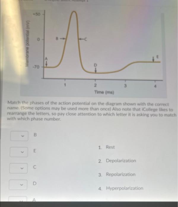 Solved Match the hormone to the correct endocrine gland. | Chegg.com