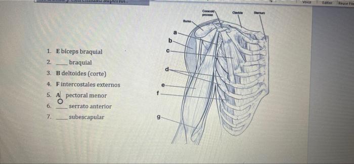 MOMO Voice Reuteti Coro Pro b с 1. E bíceps braquial 2. braquial 3. B deltoides (corte) 4. Fintercostales externos 5. Al pect