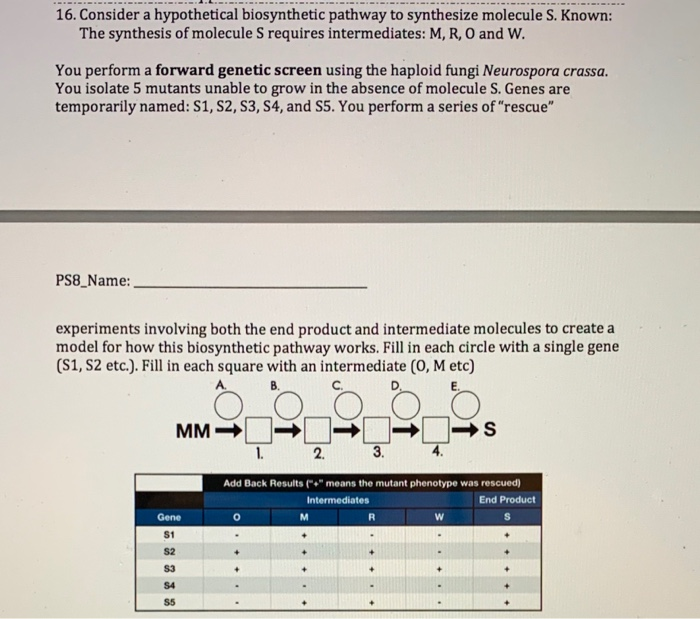 Solved 16. Consider a hypothetical biosynthetic pathway to | Chegg.com
