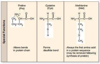 amino acid leucine classified figure why solution functions special