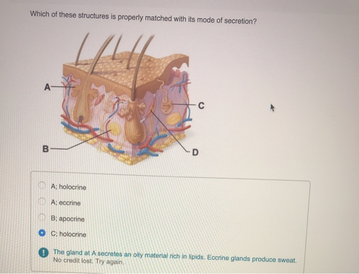 solved-which-of-these-structures-is-properly-matched-with-chegg