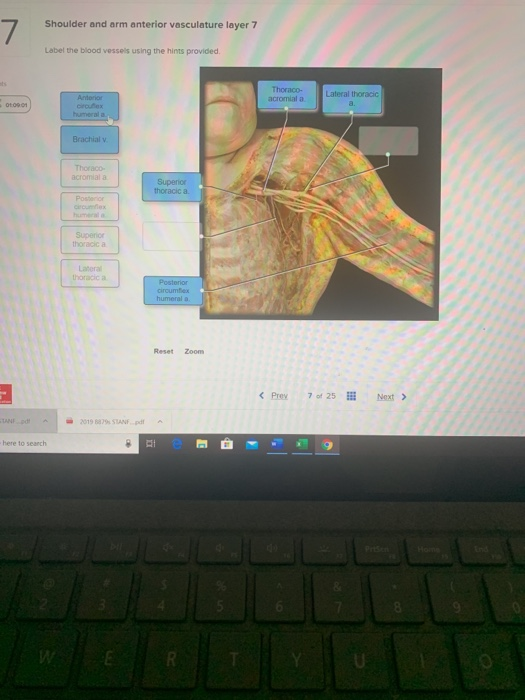 Solved Shoulder and arm anterior vasculature layer 7 Label | Chegg.com