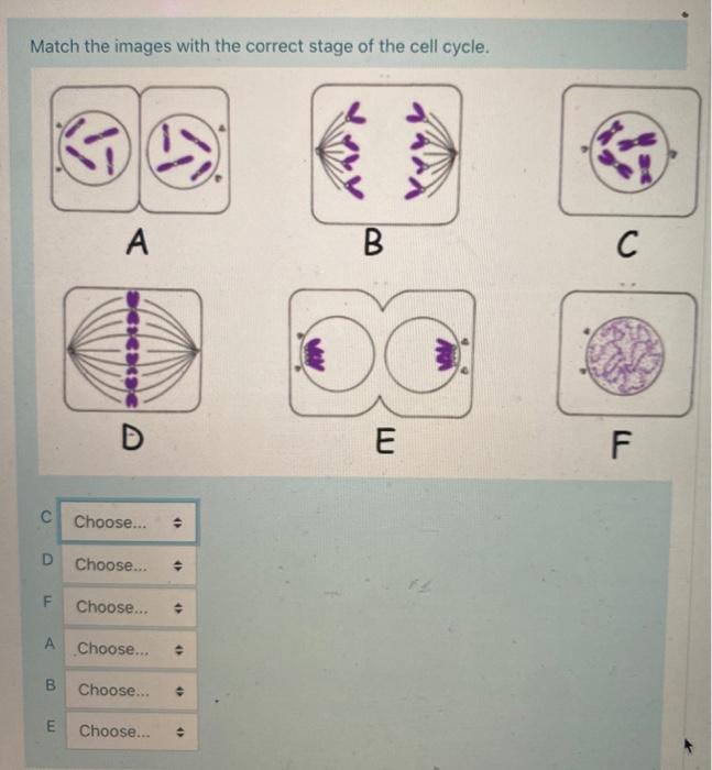 Solved Match The Images With The Correct Stage Of The Cell | Chegg.com