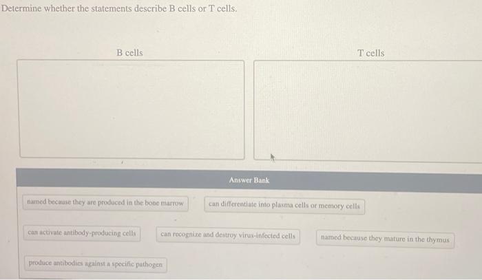 both t and b cells are produced in the bone marrow