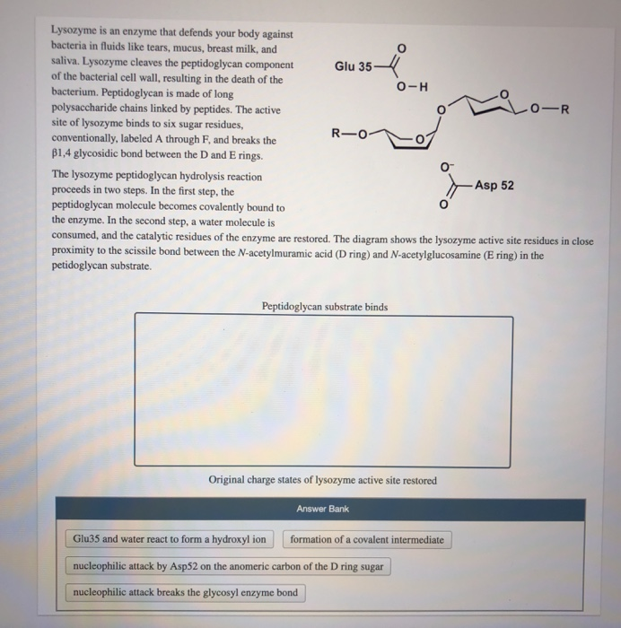 Solved Glu 35 O H R Oo Lysozyme Is An Enzyme That Defend | Free Hot ...