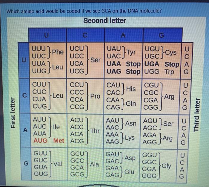 Solved Which amino acid would be coded if we see GCA on the | Chegg.com