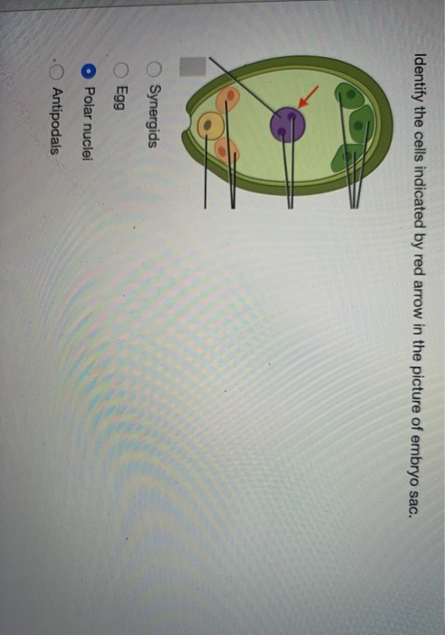 polar nuclei