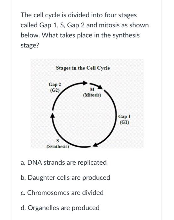 Solved The cell cycle is divided into four stages called Gap | Chegg.com