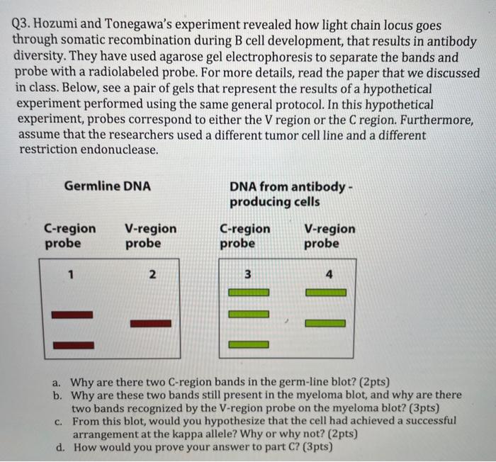 tonegawa and hozumi experiment