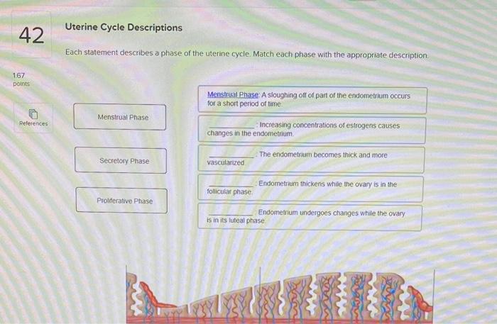Solved Uterine Cycle Descriptions Each Statement Describes A 