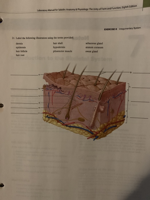 Solved Laboratory Manual for Saladin Anatomy & Physiology