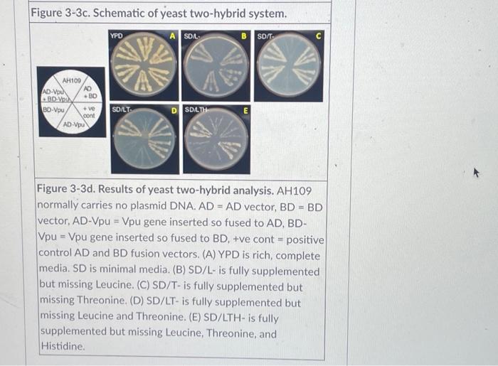 Solved Figure 3-3c. Schematic of yeast two-hybrid system. | Chegg.com